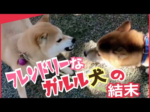 柴犬 もみさん 見送らない犬 からの ここ掘れワンワン ホリホリスリスリで発散 Shiba Inu Momisan That Knows Whether You Are Away Youtube