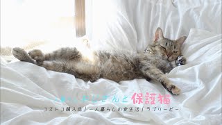 ソファーに横たわるおかんみたいな猫｜ラブリービーを試す｜覚醒する２回目のまたたび｜保護猫6歳｜#14
