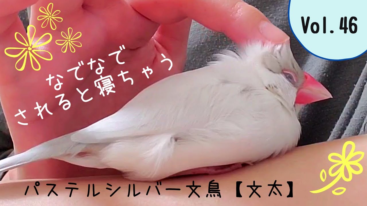 ナデナデ マッサージで気持ち良くて寝ちゃう文鳥 パステルシルバー文鳥 文太 Youtube