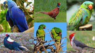 Amazing Birds | Birds Sounds 4 Relaxing | Beautiful Birds of the World | Stress Relief