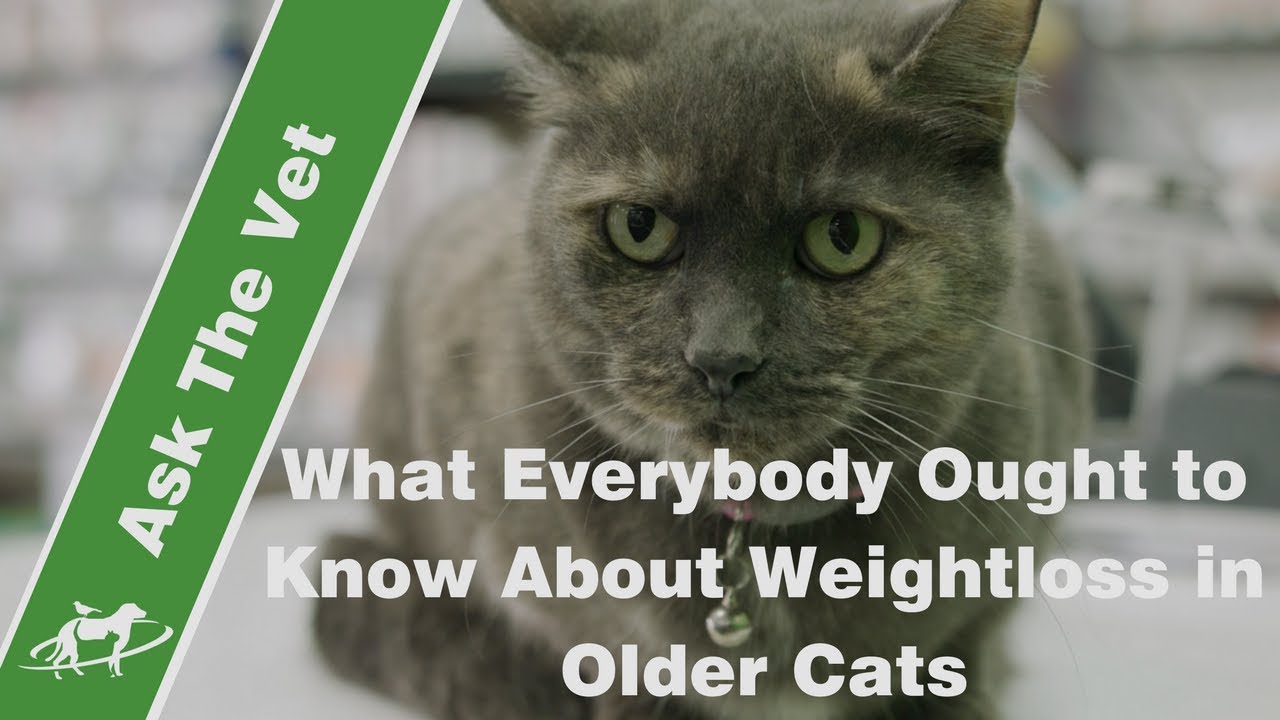 What Everybody Ought to Know About Weightloss in Older Cats- Companion Animal Vets