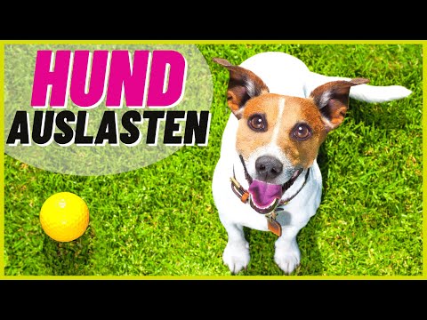 Video: Imodium Für Hunde: Ist Das Eine Gute Idee?