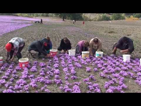 Video: Thu hoạch Saffron Crocus - Khi nào và Cách thu hoạch Saffron