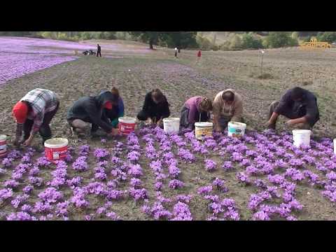 Video Thu hoạch Saffron Nhụy hoa nghệ tây | Saffron Iran - youtube