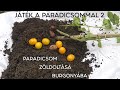 Játék a paradicsommal 2. - Paradicsom zöldoltása burgonyába Goldperger Andrással