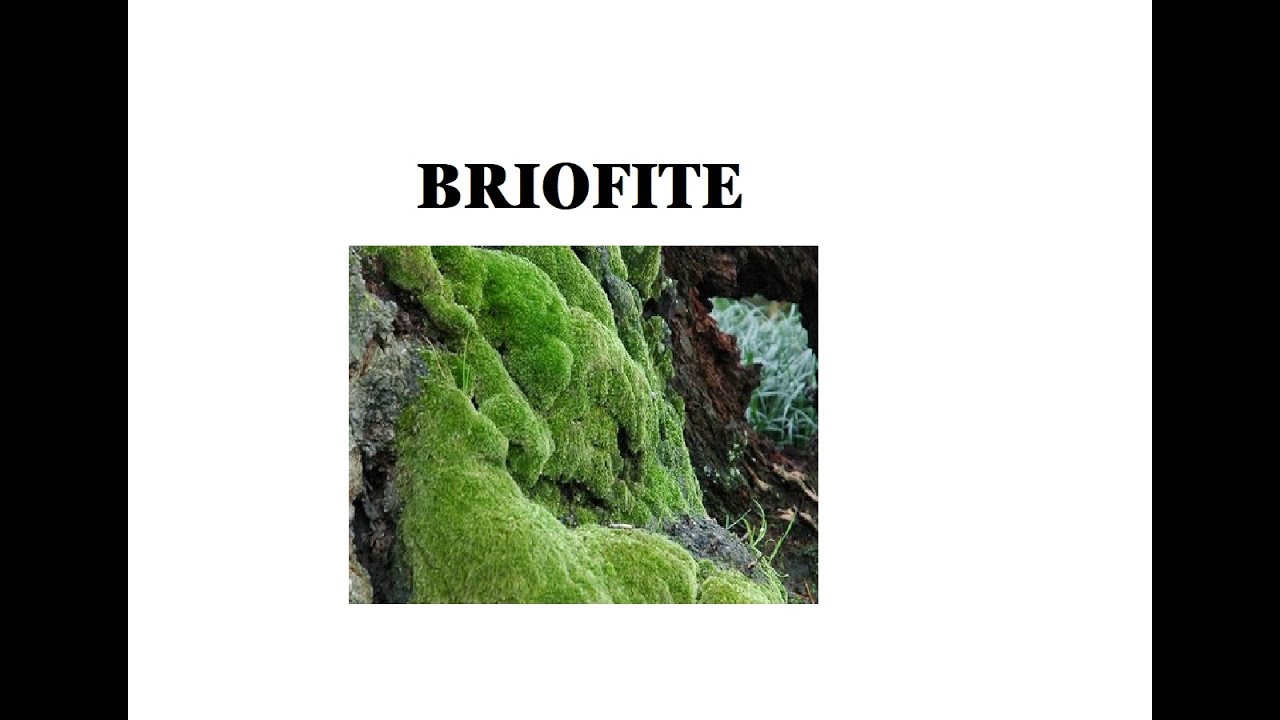 Briofit Rumpai Le Briofite - YouTube
