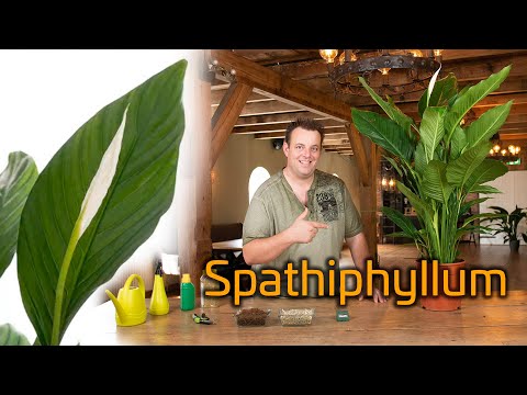 Video: Reproductie van spathiphyllum thuis