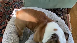 Daily bulldog routine