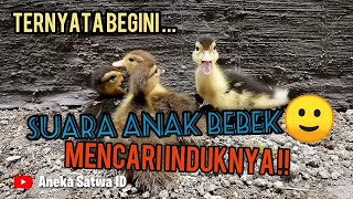 TERNYATA BEGINI !! SUARA ANAK BEBEK/ENTOK/MERI MENCARI INDUKNYA