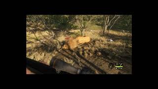 theHunter: Call of the Wild™ オスライオン初狩り screenshot 2