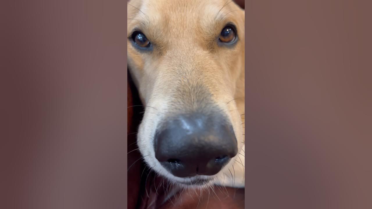 Such a loud mouth🤣😂😁 #shortsvideo #dog #doggs #funnydogs #dogsbarking # ...