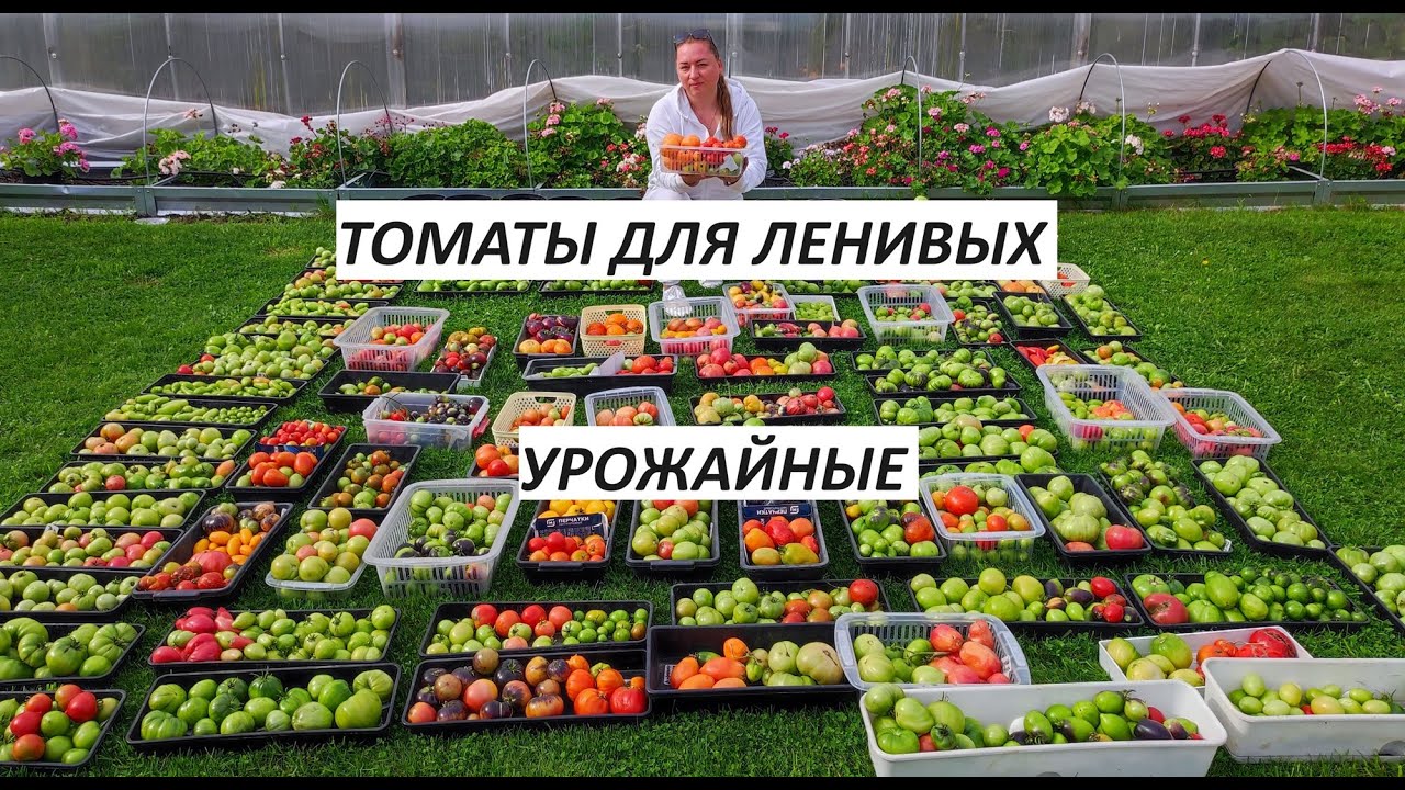 20 СОРТОВ ТОМАТА - ПОСАДИЛ И ЗАБЫЛ, САМЫЕ БЕСПРОБЛЕМНЫЕ! - YouTube