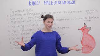 Класс млекопитающие  Общая характеристика