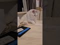 #tofu #cat #cutecat #munchkin