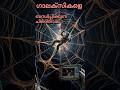 ഗാലക്സികളെ ബന്ധിപ്പിക്കുന്ന ചിലന്തിവല! 🕸️ Cosmic web 🔭  #realtalktoday #shortsmalayalam