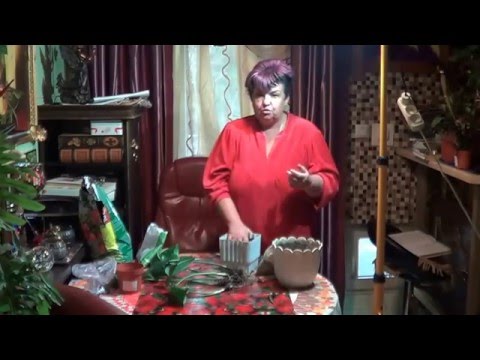 Видео: Уход за луковицами Ватсонии - Как вырастить садовое растение Ватсония