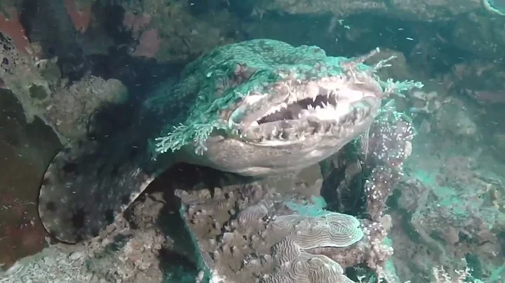 Wobbegong and walking shark