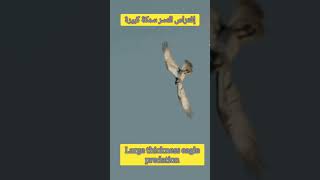 أخطر هجمات النسر سمكة كبيرة  The danger of eagle attacks is a big fish