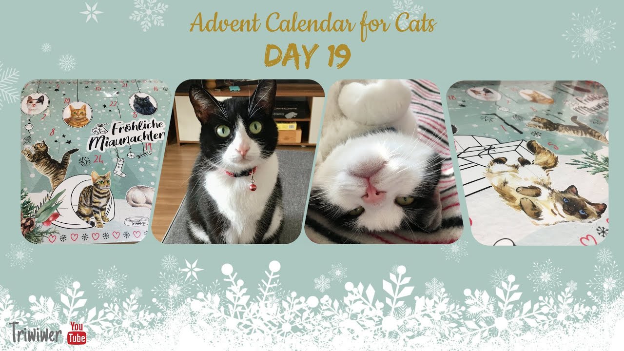 Advent Calendar for Cats Dein Bestes  2021: DAY 19