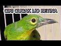 CUCAK IJO BETINA | CIRI CUCAK IJO BETINA