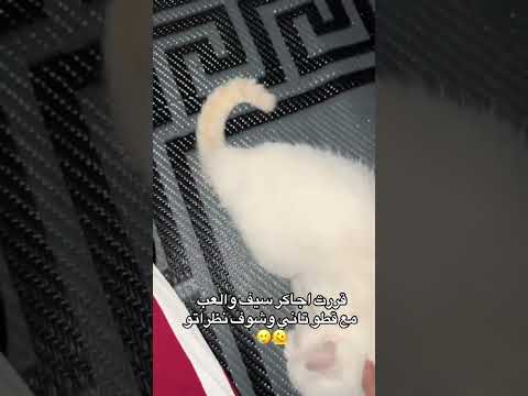 عمركم شفتو قط بغار شوفو هاد اكسبلور