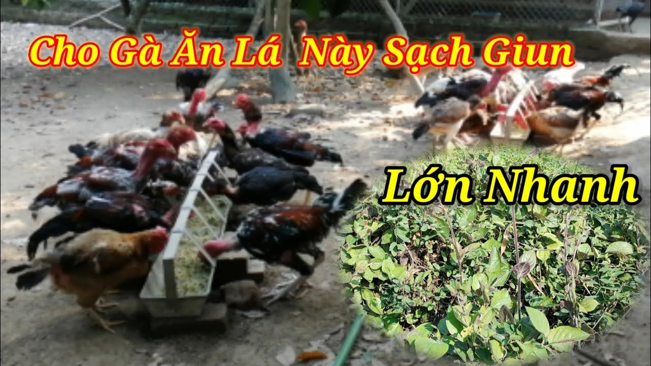 Tác Dụng Của Lá Mơ Tẩy Giun Cho Gà Lớn Nhanh Như Thổi