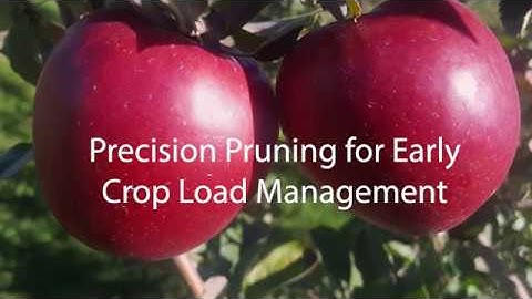 Precision Pruning for Early Crop Load Management