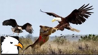 ☑️ 動物の世界 - ワシとヒョウの戦い