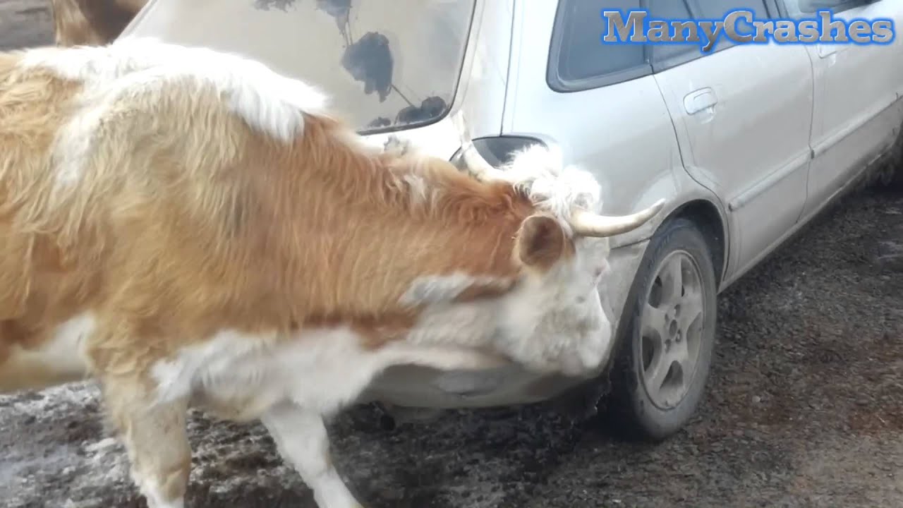 Машина сбила корову Машина сбила корову