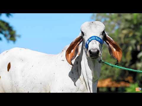 LOTE 26   SEFORA F RECREIO   FREC 421