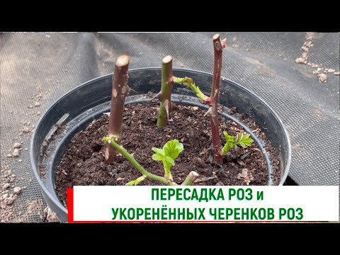 О пересадке роз и пересадка укоренённых черенков роз. Питомник 🌹 и 🌲 Е. Иващенко
