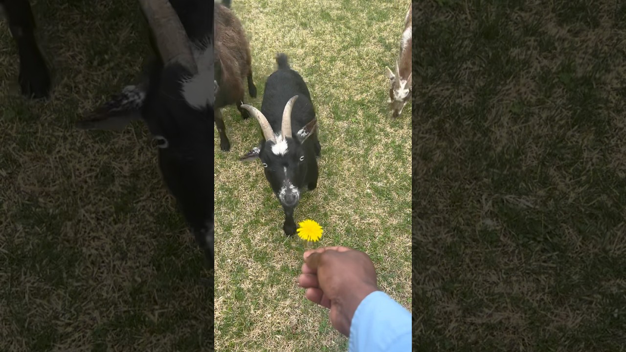 Dandelions Are Really Edible | 