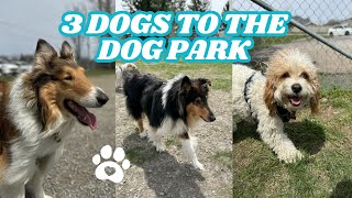 Bringing 3 DOGS to the DOG PARK ✨