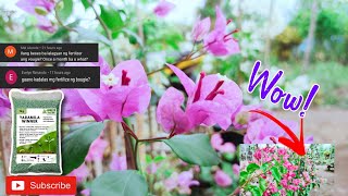Download lagu PAGLALAGAY NG FERTILIZER SA BOUGAINVILLEA | Kailan nga ba? at Ilang Beses sa isang Buwan?