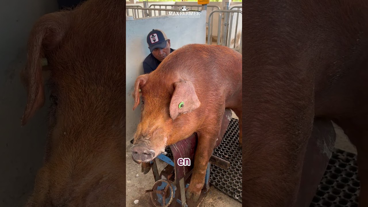 🔥🐷 ¡Ya empezó una nueva era genética en MaxFarmer!