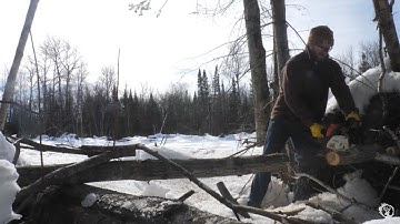 Creating DEER TRAILS on the edge of a FOOD PLOT!