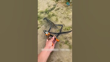 Nay bắt hải sản gặp may mắn quá #sanbathaisan #fishing #reviewsinhton