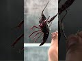 Kanama Luminous Shrimp Hooks - How to Make Your Shrimp Bait Fight‑Ready.