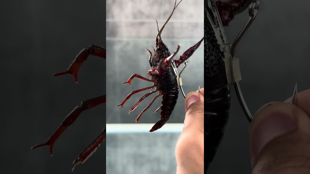 Kanama Luminous Shrimp Hooks - How to Make Your Shrimp Bait Fight‑Ready.