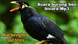 Masteran buat beo muda agar cepat bisa ngomong Mp3