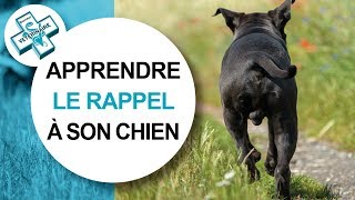 [Tuto véto] Comment apprendre le rappel à son chien - Conseils vétérinaires by Catedog - Conseils Vétérinaires Illustrés 19,539 views 7 years ago 3 minutes, 46 seconds