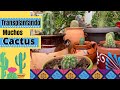 Trasplantando nuevos cactus, Sustrato y Cuidados