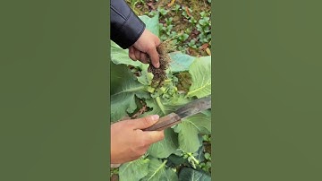 GI599967 mini rotary tillage and ridging all-in one tree 🌲 short view#subscribe