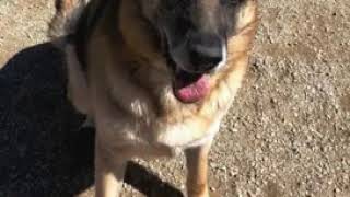 Dogs avaliable for adoption at Sierra Vista Animal Control