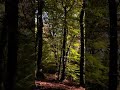 Лес #relaxation #forestguard #nature