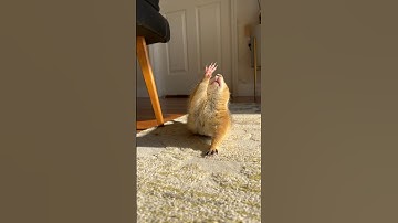 Studies show that people who watch Poppy videos daily reduce their stress by 85% #prairiedog #cute