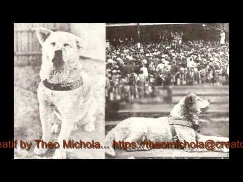 Kisah Nyata Anjing Yang Setia Hachiko Youtube