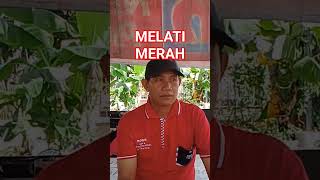 Download Lagu MELATI MERAH, WARKOP PALANGKARAYA #kampunghalaman #youtubeshorts #palangkaraya #dangdut #karoke MP3
