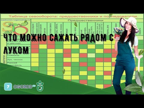 Что можно сажать рядом с луком