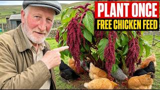 STOP Paying for Chicken Feed Ever Again — Plant This Tree and Feed Them Forever